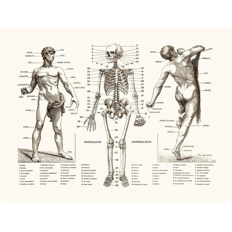 Sciences Naturelles - L'homme