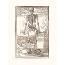 Sciences Naturelles - Human Skeleton