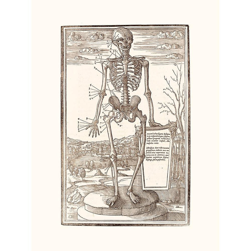 Sciences Naturelles - Human Skeleton