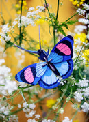 Peacock Butterfly