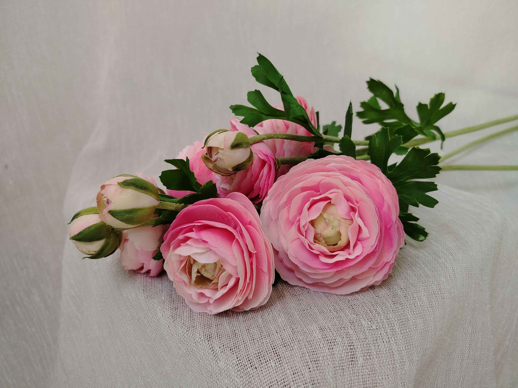 Renoncule Rose Poudré
