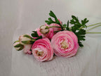 Renoncule Rose Poudré