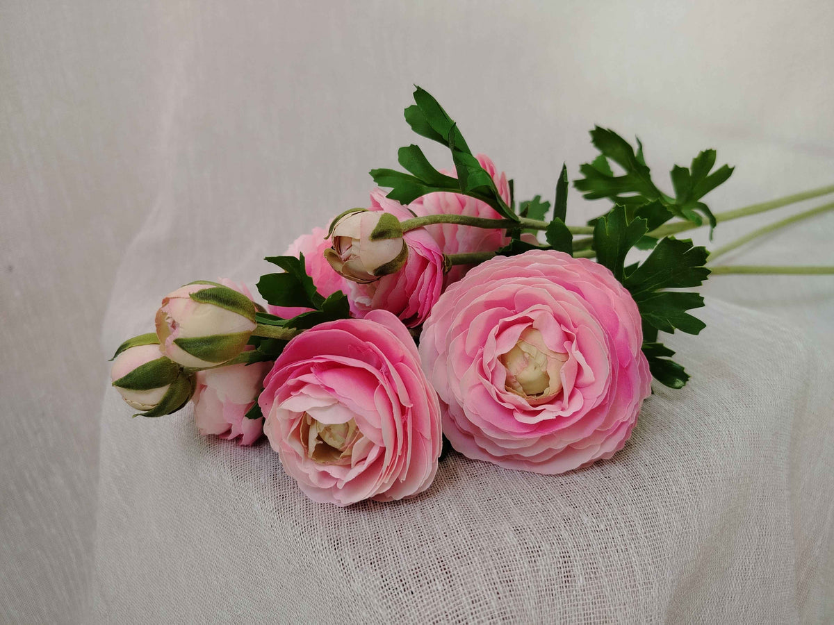 Renoncule Rose Poudré