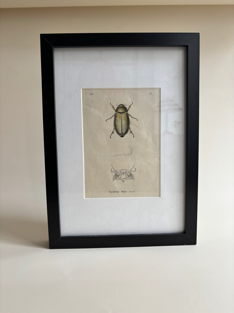 Gravure D'Insecte Vintage