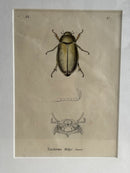 Gravure D'Insecte Vintage
