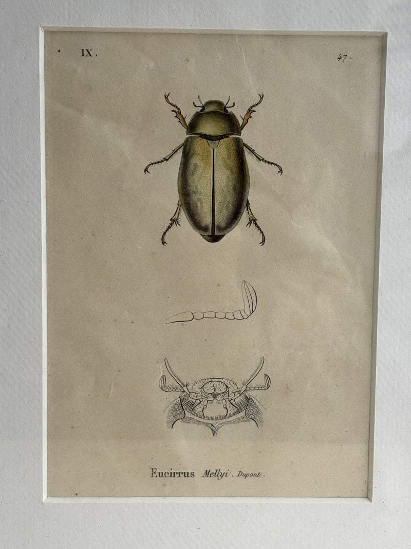 Gravure D'Insecte Vintage