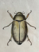 Gravure D'Insecte Vintage