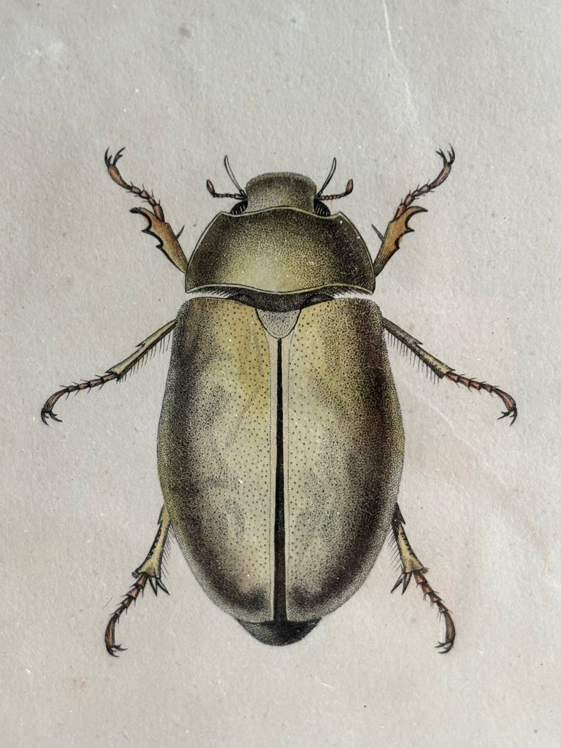 Gravure D'Insecte Vintage