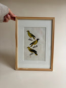 Grabado de aves vintage