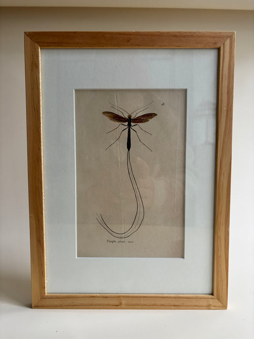 Grabado de libélula vintage