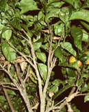 193 - Loción corporal de hojas de pomelo