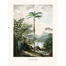 Sciences Naturelles - Iriartea Ventricosa,Histoire Naturelle Des Palmiers