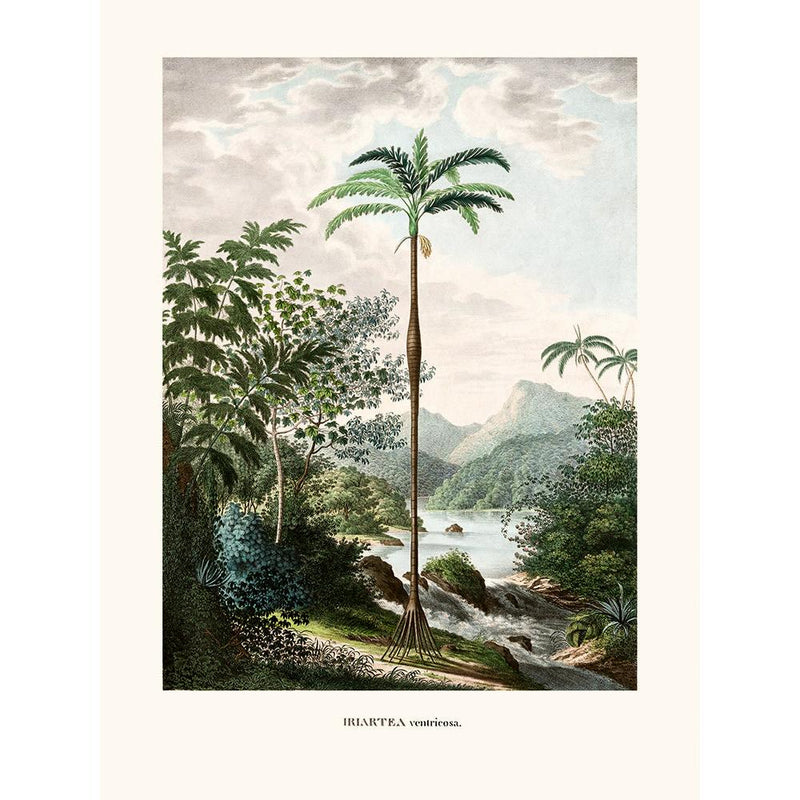 Sciences Naturelles - Iriartea Ventricosa,Histoire Naturelle Des Palmiers