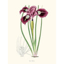 Sciences Naturelles - Iris Ténax