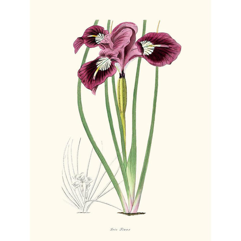 Sciences Naturelles - Iris Ténax