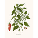 Sciences Naturelles - Piment