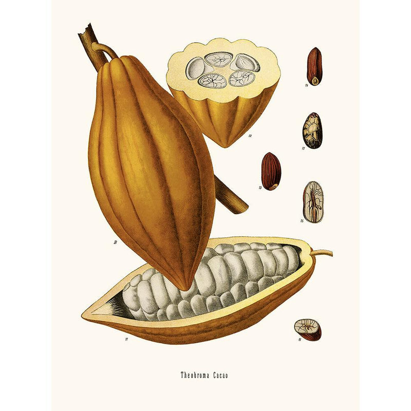 Sciences Naturelles - Cacao
