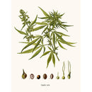 Sciences Naturelles - Cannabis