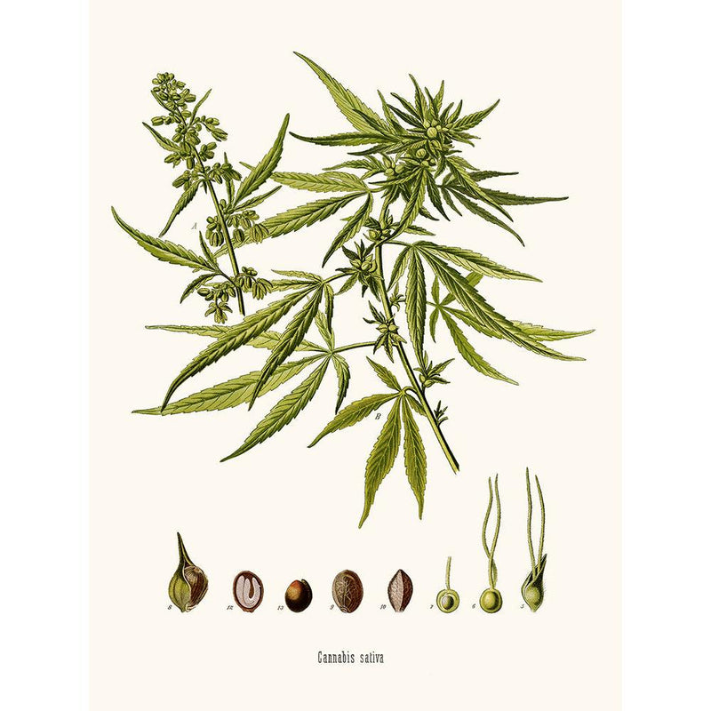 Sciences Naturelles - Cannabis