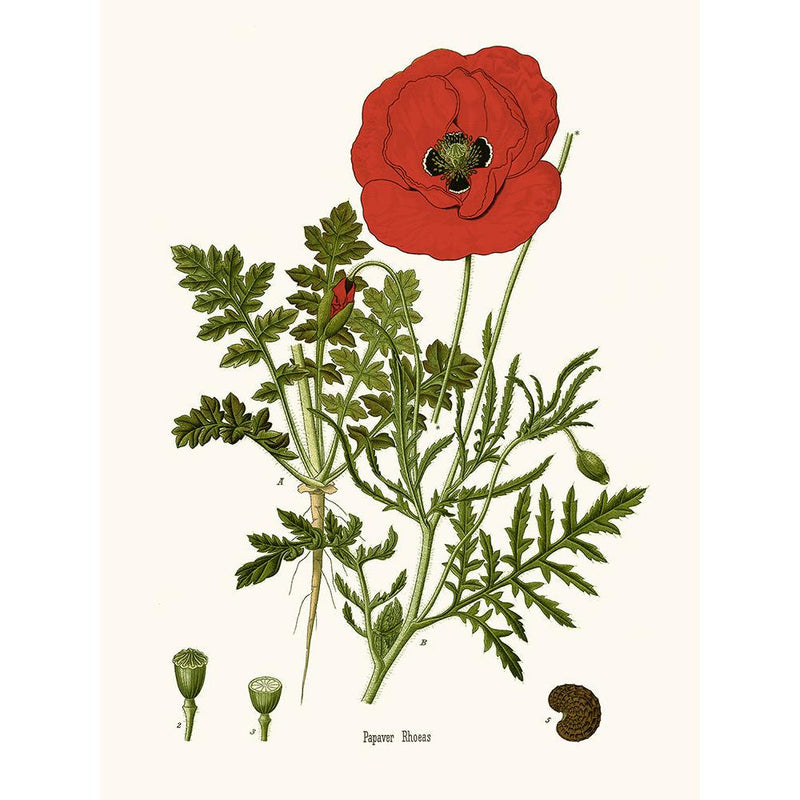 Sciences Naturelles - Coquelicot