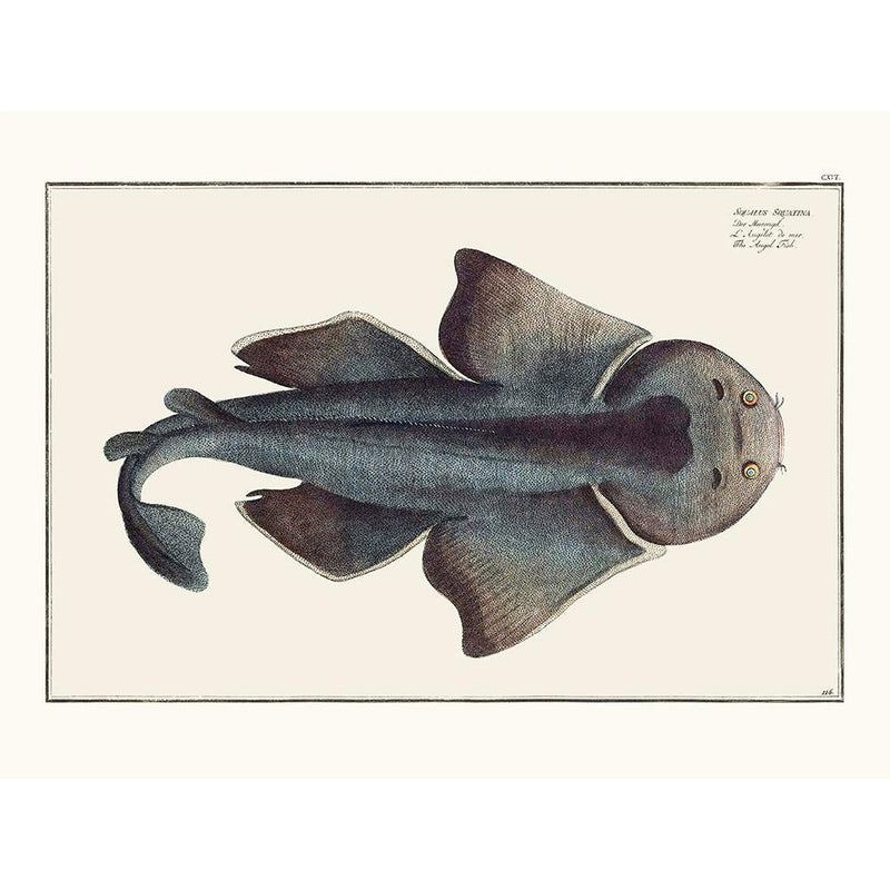 Sciences Naturelles - L'Angelo De Mer