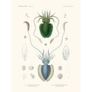 Sciences Naturelles - Sèche Vermiculèe,Mollusques PL1,L'Astrolabe