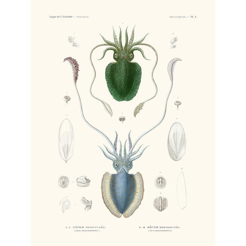 Sciences Naturelles - Sèche Vermiculèe,Mollusques PL1,L'Astrolabe