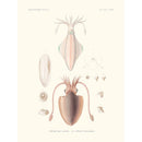Sciences Naturelles - Sèche Deux Lignes,Mollusques PL2,L'Astrolabe