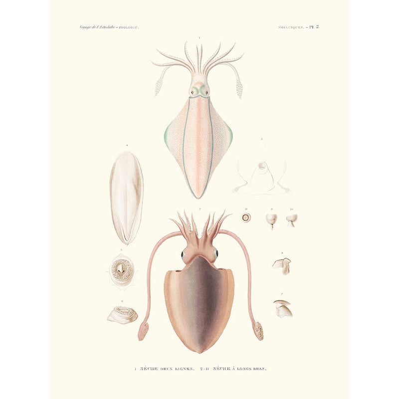 Sciences Naturelles - Sèche Deux Lignes,Mollusques PL2,L'Astrolabe