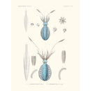 Sciences Naturelles - Sèpioteuthe De Dorei,Mollusques PL3,L'Astrolabe