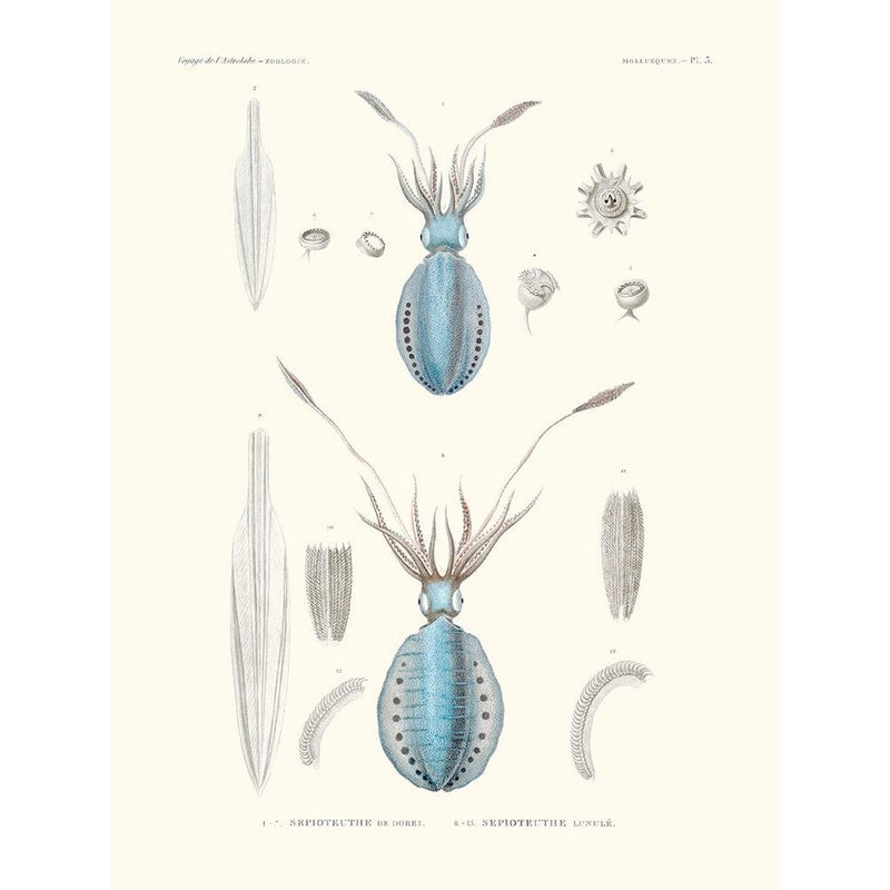 Sciences Naturelles - Sèpioteuthe De Dorei,Mollusques PL3,L'Astrolabe