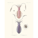Sciences Naturelles - Sèpioteuthe Austral,Mollusques PL4,L'Astrolabe