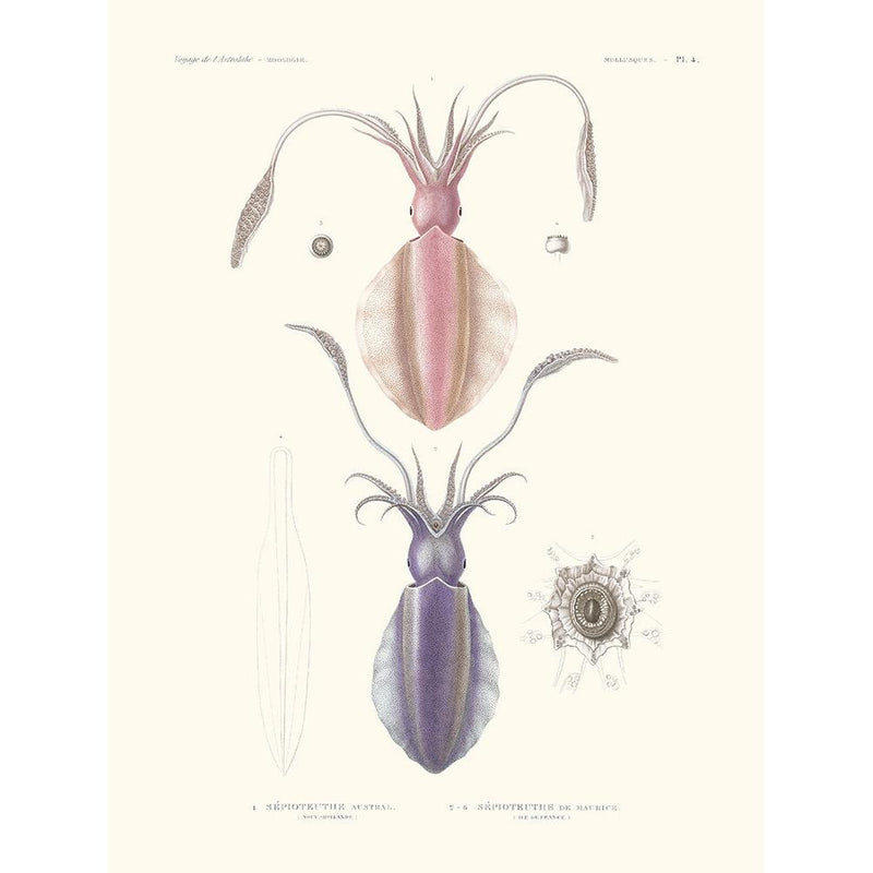 Sciences Naturelles - Sèpioteuthe Austral,Mollusques PL4,L'Astrolabe