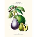 Sciences Naturelles - L'avocatier,Flore D'Amérique