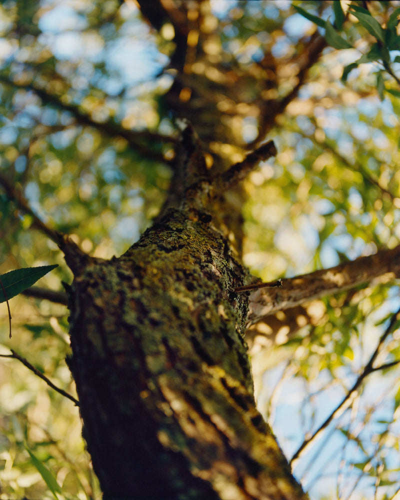 277 Gel Nettoyant Doux - Écorce De Saule / Sucres De Bouleau