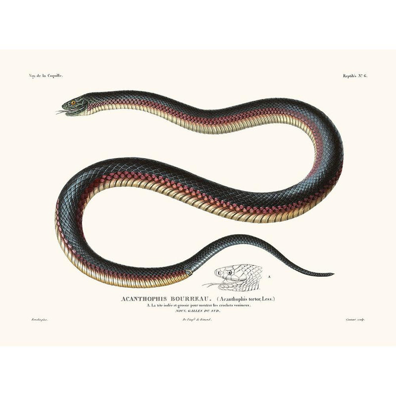 Sciences Naturelles - Acanthophis,La Coquille