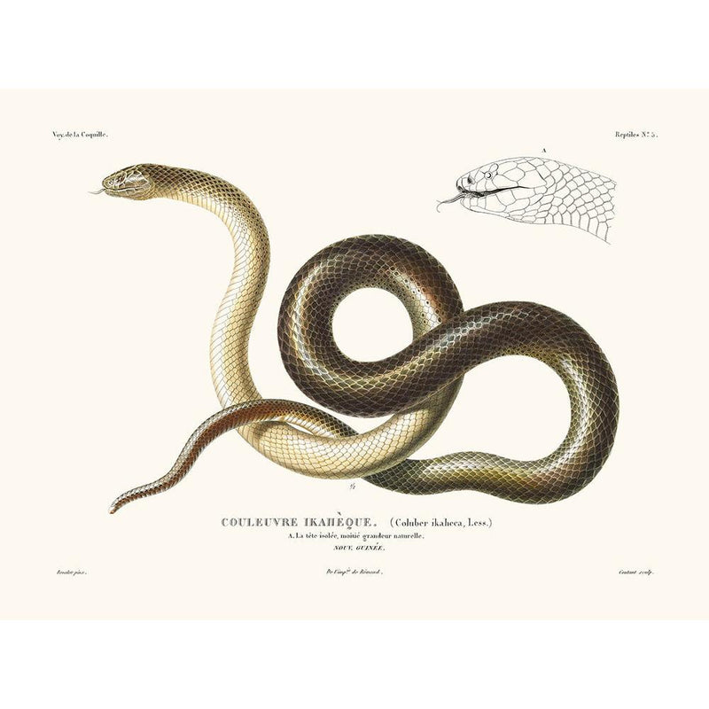 Sciences Naturelles - Couleuvre,La Coquille
