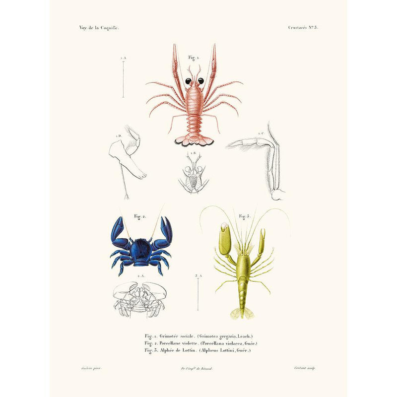 Sciences Naturelles - Crustacés PL3,La Coquille
