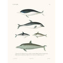 Sciences Naturelles - Dauphins,La Coquille