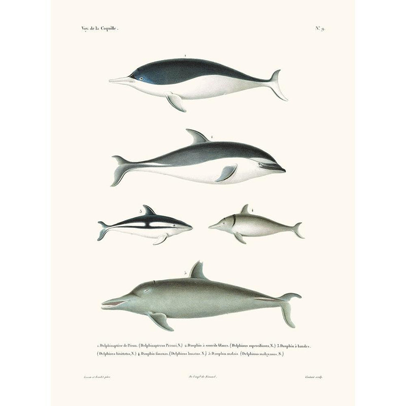 Sciences Naturelles - Dauphins,La Coquille