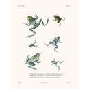 Sciences Naturelles - Grenouilles,La Coquille