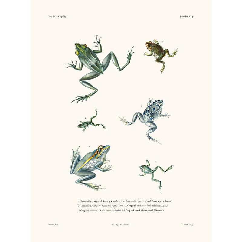 Sciences Naturelles - Grenouilles,La Coquille
