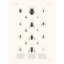 Sciences Naturelles - Insectes PL12,La Coquille