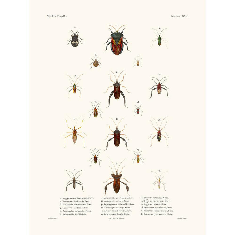 Sciences Naturelles - Insectes PL12,La Coquille