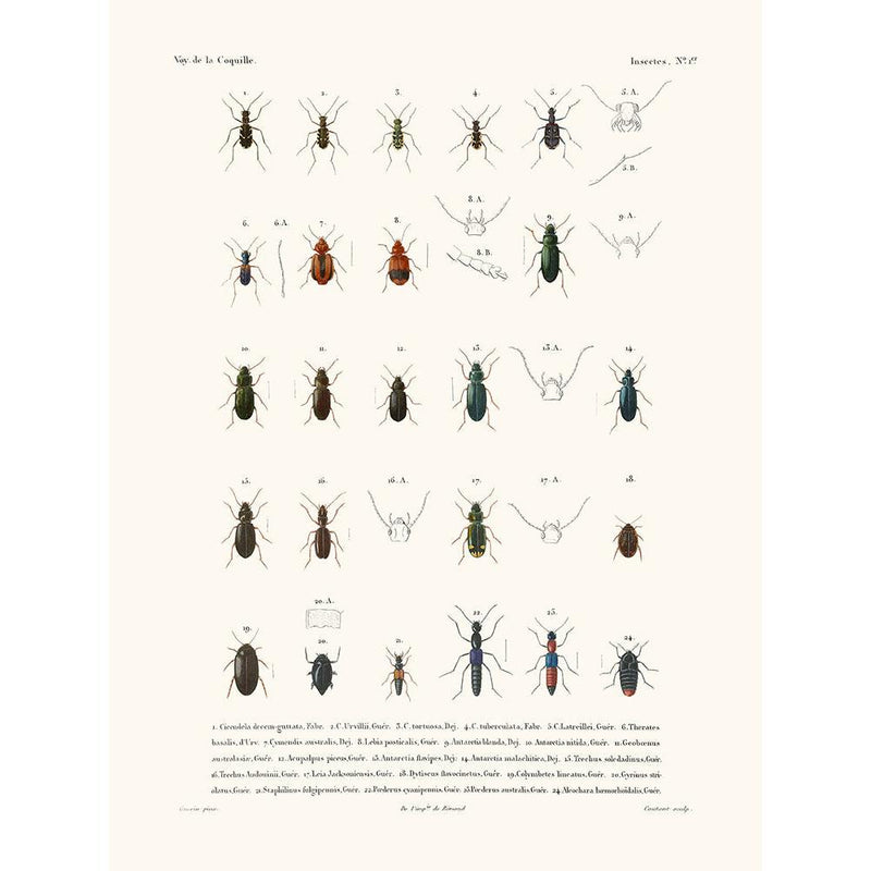 Sciences Naturelles - Insectes PL1,La Coquille