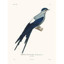 Sciences Naturelles - Martinet,La Coquille