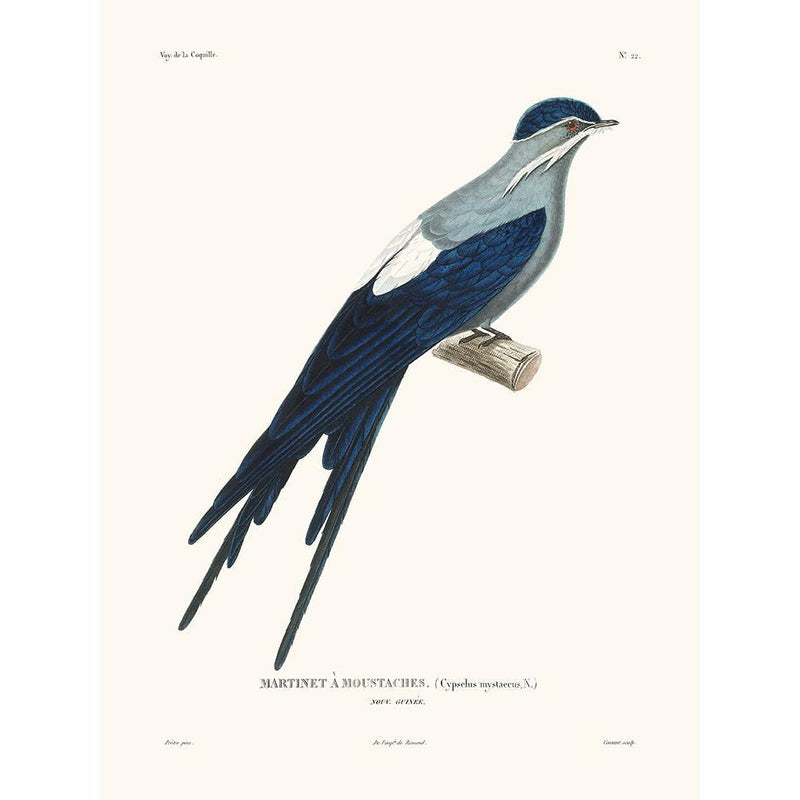 Sciences Naturelles - Martinet,La Coquille