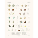 Sciences Naturelles - Mollusques PL13 ,La Coquille