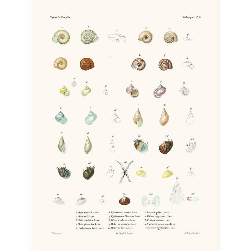 Sciences Naturelles - Mollusques PL13 ,La Coquille