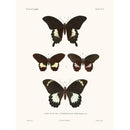 Sciences Naturelles - Papillons,La Coquille